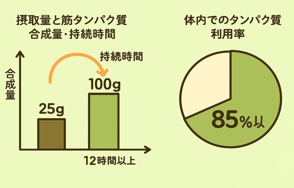 タンパク質摂取量と筋タンパク質合成の比較を示す図。左側には25g摂取と100g摂取の合成量・持続時間を比較した棒グラフと折れ線グラフ、右側にはタンパク質利用率（85%以上）を示す円グラフ。